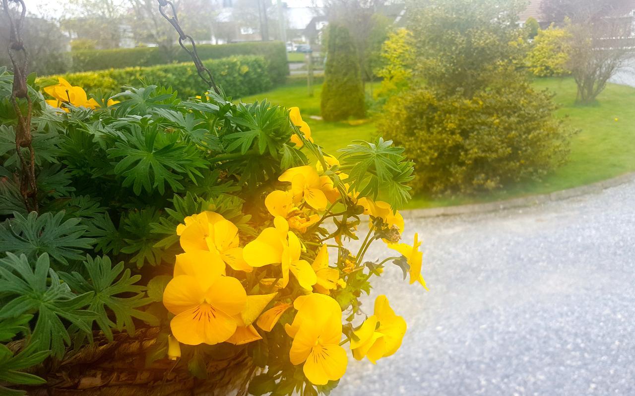 Ely House B&B Shannonbridge ภายนอก รูปภาพ